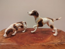 german shorthair for sale  Hatfield