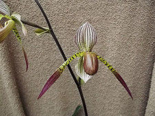 paphiopedilum for sale  HALSTEAD