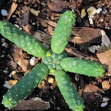 Euphorbia esculenta true for sale  Fresno