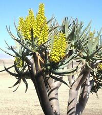 Rare aloe dichotoma for sale  Miami