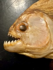 Piranha fish taxidermy for sale  Rexford
