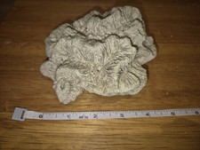 Aquarium brain coral for sale  HERNE BAY