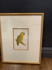 Blue fronted amazon for sale  Waxhaw