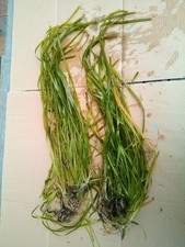 Vallisneria aquariumpflanzen gebraucht kaufen  Lenggries