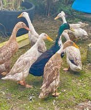 Runner duck eggs for sale  BRIERLEY HILL