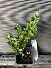 Wintergreen boxwood northern for sale  Martin