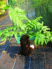 14inch trunk dicksonia for sale  OXFORD