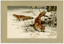 Fuchs füchse rotfuchs gebraucht kaufen  Göttingen