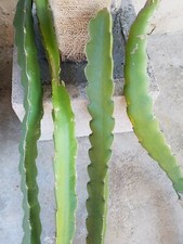 Fresh organic dragon for sale  San Diego