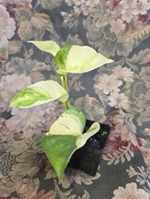 Manjula pothos rooted for sale  Fort Myers