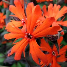 Lychnis vesuvias lava for sale  LAUNCESTON