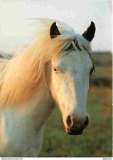 Animaux chevaux shetland d'occasion  Fruges