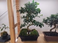 Live bonsai tree for sale  Kansas City