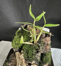 Dendrobium moniliforme var gebraucht kaufen  Hagen