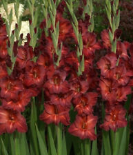 Gladioli chocolate summer for sale  WOLVERHAMPTON