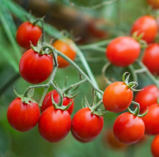 Tomato sweetie cherry for sale  Sevierville