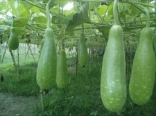 Organic long bottle for sale  Vero Beach