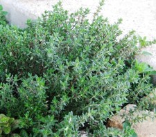 1000 thyme seeds for sale  Buffalo