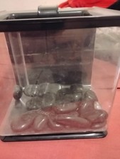 2.5 gallon betta for sale  Crestview