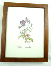 Idea arredo botanica usato  Cremona