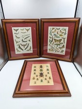 Vintage moths caterpillars for sale  ELLAND