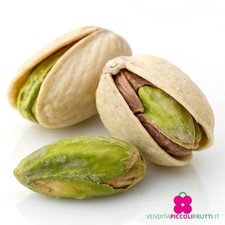 Pianta pistacchio pistacia usato  Montichiari