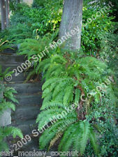 Western sword fern for sale  Seattle