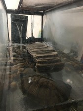 live turtles used for sale for sale live turtles used for sale for sale Brooklyn