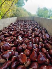 Castagne vallerano dop usato  Vitorchiano
