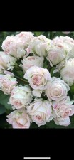 Pelargonie königliche braut gebraucht kaufen  Reinbek