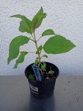 Fuchsie boliviana rot gebraucht kaufen  Westerheim