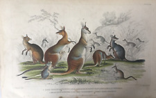 Antique kangaroo print for sale  TORRINGTON