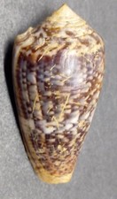 Conus monachus nouvelle d'occasion  Saint-Pantaléon-de-Larche