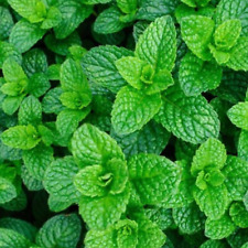Mint seeds 200 for sale  PEEBLES