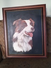 Border collie sheep for sale  CARLISLE