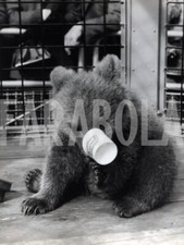Vintage animali regno usato  Roma