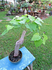 Ficus religiosa buddhi for sale  Miami
