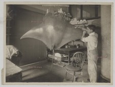 Vintage 1910s manta for sale  Warren