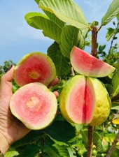 Pink guava live for sale  Plant City
