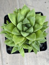 Haworthia window boats for sale  Riverview