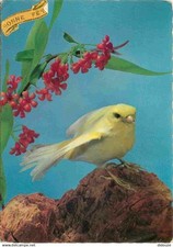 Animals birds canaries d'occasion  Expédié en Belgium