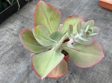 Echeveria gigantea cv. for sale  CHORLEY