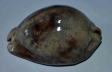 Coquillages cypraea trona d'occasion  Agde