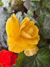 Ten yellow trailing for sale  CAMBRIDGE