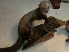 Ausgestopfter marder tierpräp gebraucht kaufen  Höchstenbach, Mörsbach, Steinebach
