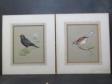 Bird studies ornithology for sale  NEWARK