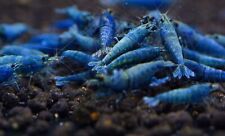 Lot crevettes deep d'occasion  Truchtersheim
