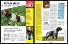 Brittany spaniel temperament for sale  SLEAFORD