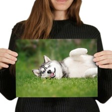 Husky dog silly for sale  SELBY