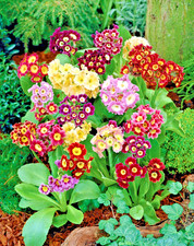 Primrose auricula primula for sale  LONDON